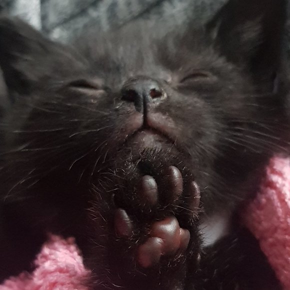 Meet your Posher, Clara - Picture 1 of 1